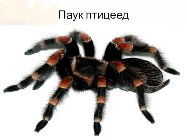 Паук птицеед