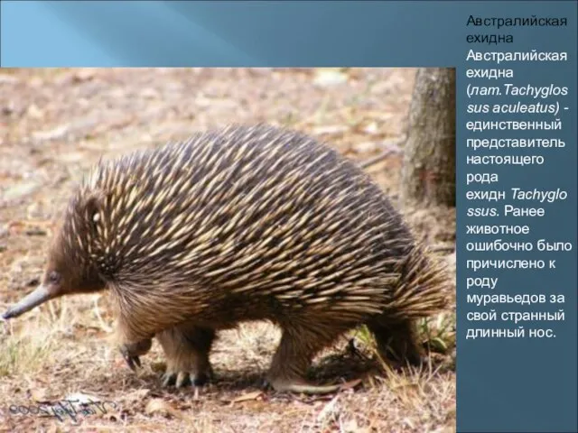 Австралийская ехидна Австралийская ехидна (лат.Tachyglossus aculeatus) - единственный представитель настоящего рода ехидн