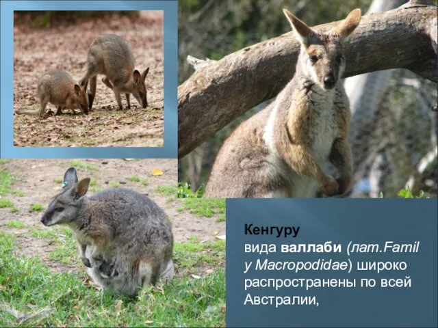 Кенгуру вида валлаби (лат.Family Macropodidae) широко распространены по всей Австралии,