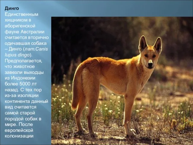 Динго Единственным хищником в аборигенской фауне Австралии считается вторично одичавшая собака –