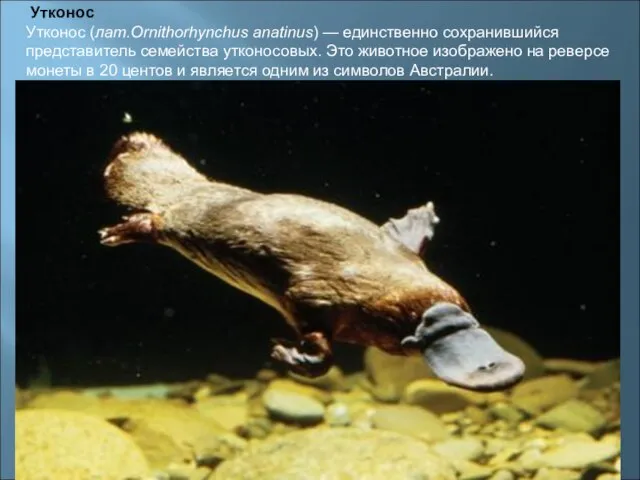 Утконос Утконос (лат.Ornithorhynchus anatinus) — единственно сохранившийся представитель семейства утконосовых. Это животное