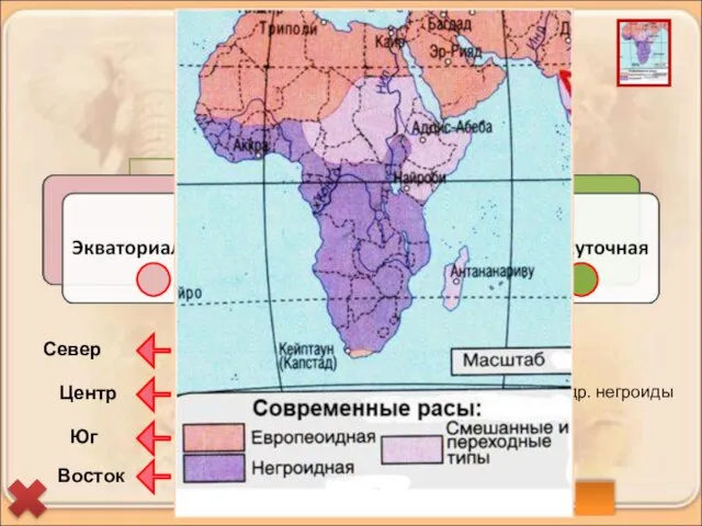 Берберы и арабы (туареги, алжирцы, египтяне) Бушмены и готтентоты Эфиопы, малагасийцы Нилоты,