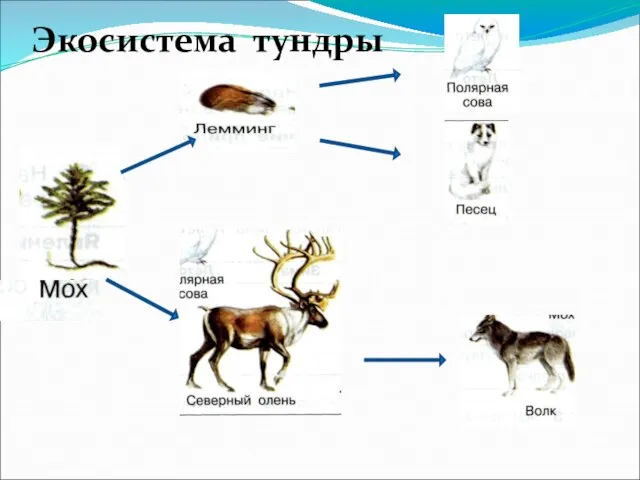 Экосистема тундры