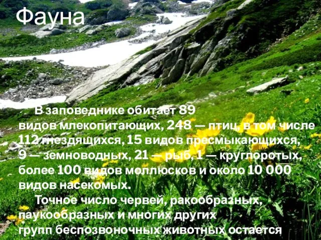 Фауна В заповеднике обитает 89 видов млекопитающих, 248 — птиц, в том