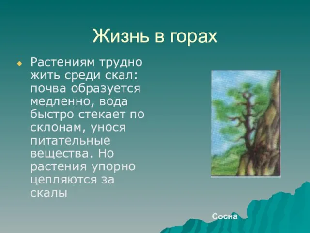 Жизнь в горах Растениям трудно жить среди скал: почва образуется медленно, вода