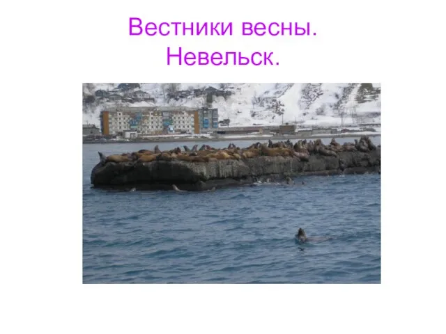 Вестники весны. Невельск.