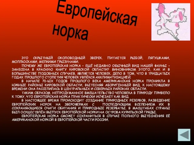 Европейская норка ЭТО СКРЫТНЫЙ ОКОЛОВОДНЫЙ ЗВЕРЕК. ПИТАЕТСЯ РЫБОЙ, ЛЯГУШКАМИ, МОЛЛЮСКАМИ, МЕЛКИМИ ГРЫЗУНАМИ.