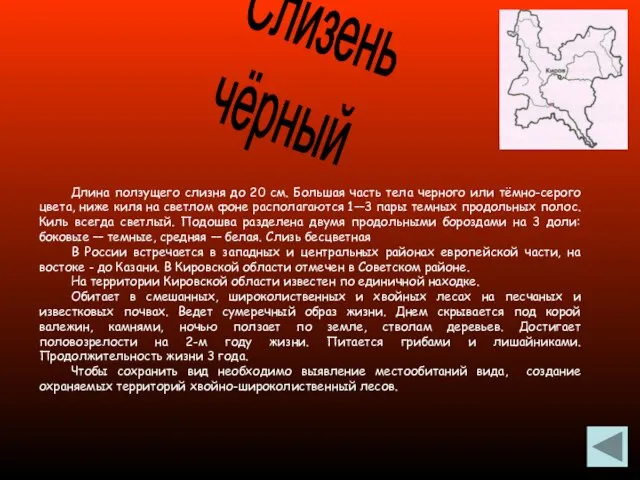 Слизень чёрный Длина ползущего слизня до 20 см. Большая часть тела черного