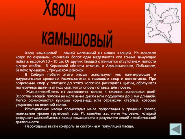 Хвощ камышовый Хвощ камышовый – самый маленький из наших хвощей. На моховом