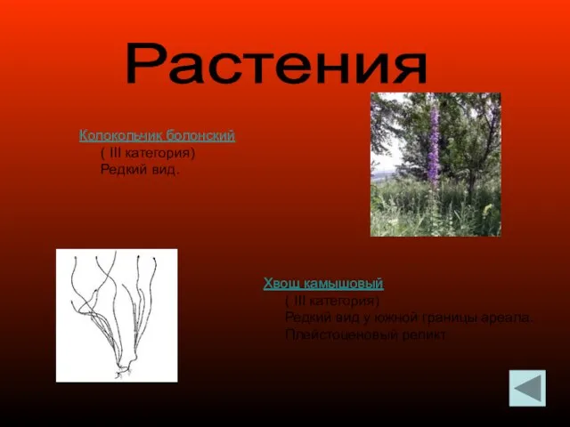 Растения Колокольчик болонский ( III категория) Редкий вид. Хвощ камышовый ( III