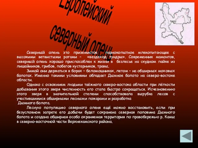 Европейский северный олень Северный олень это приземистое парнокопытное млекопитающее с высокими ветвистыми