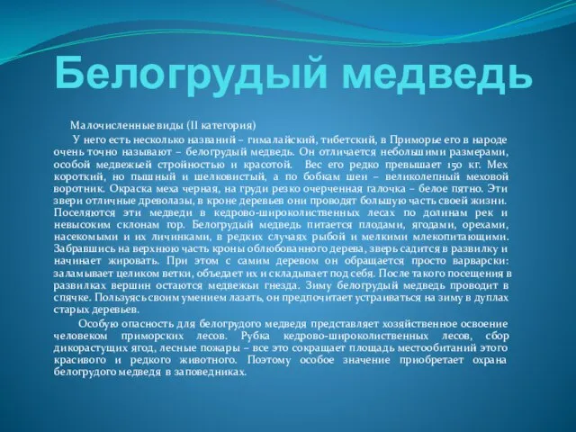 Белогрудый медведь Малочисленные виды (II категория) У него есть несколько названий –