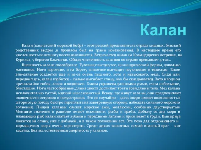 Калан Калан (камчатский морской бобр) – этот редкий представитель отряда хищных, близкий