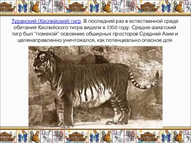Туранский (Каспийский) тигр. В последний раз в естественной среде обитания Каспийского тигра