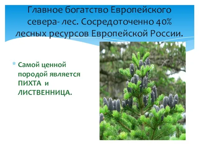 Самой ценной породой является ПИХТА и ЛИСТВЕННИЦА. Главное богатство Европейского севера- лес.