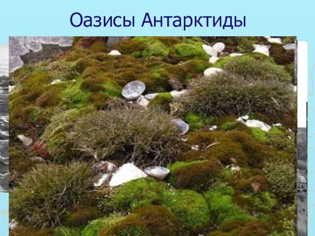 Оазисы Антарктиды