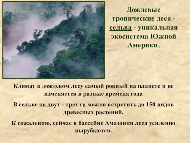 Дождевые тропические леса - сельва - уникальная экосистема Южной Америки. Климат в