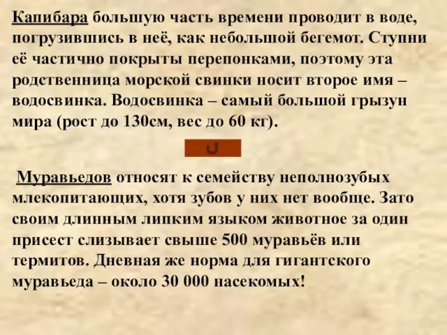 Капибара большую часть времени проводит в воде, погрузившись в неё, как небольшой