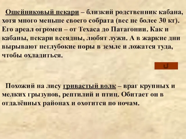 Похожий на лису гривастый волк – враг крупных и мелких грызунов, рептилий