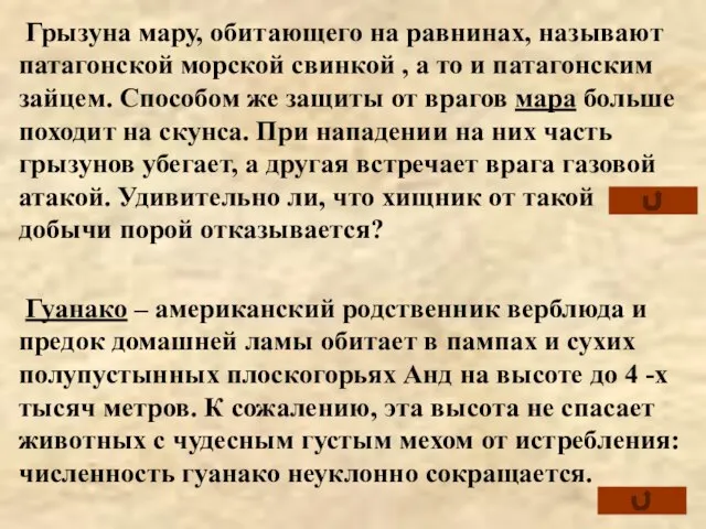 Грызуна мару, обитающего на равнинах, называют патагонской морской свинкой , а то