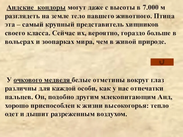 Андские кондоры могут даже с высоты в 7.000 м разглядеть на земле