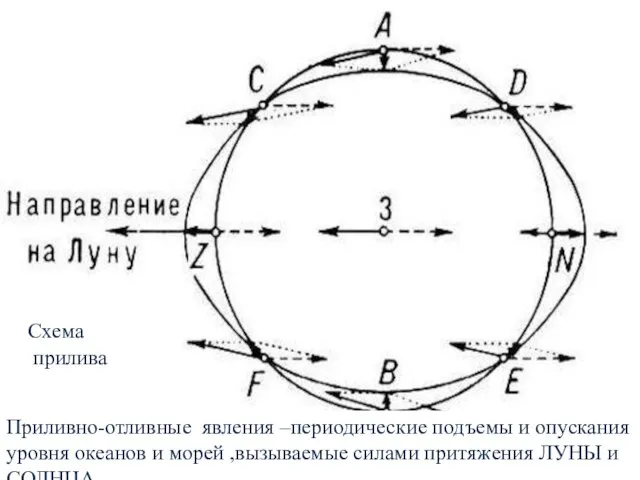 Схема прилива Приливно-отливные явления –периодические подъемы и опускания уровня океанов и морей