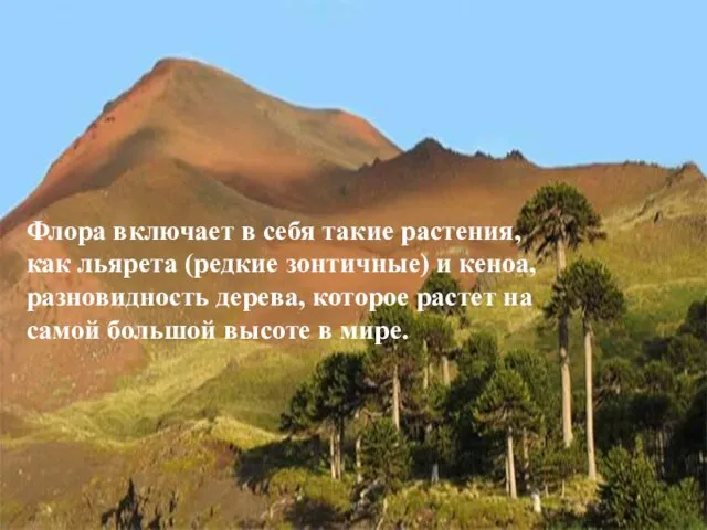 Флора включает в себя такие растения, как льярета (редкие зонтичные) и кеноа,