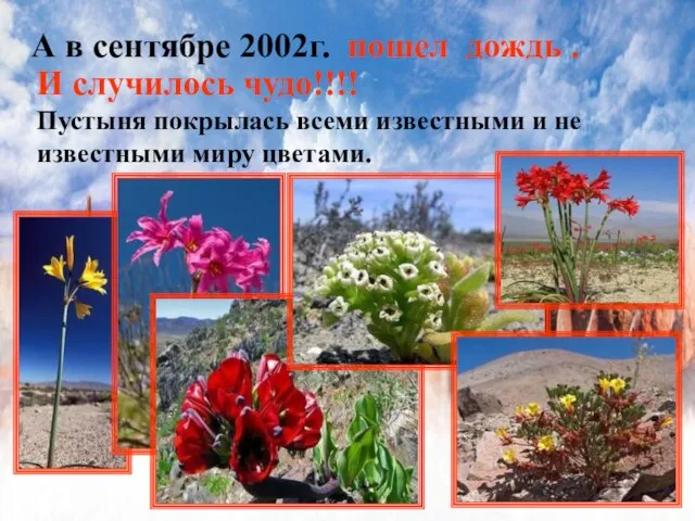 А в сентябре 2002г. пошел дождь . И случилось чудо!!!! Пустыня покрылась