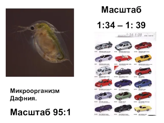 Масштаб 1:34 – 1: 39 Микроорганизм Дафния. Масштаб 95:1