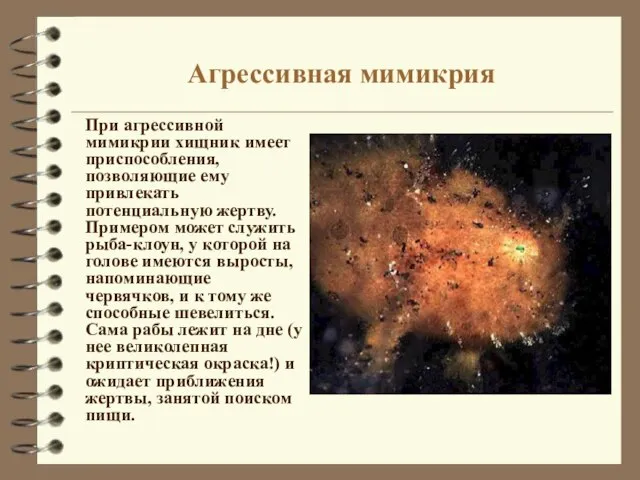 Агрессивная мимикрия При агрессивной мимикрии хищник имеет приспособления, позволяющие ему привлекать потенциальную