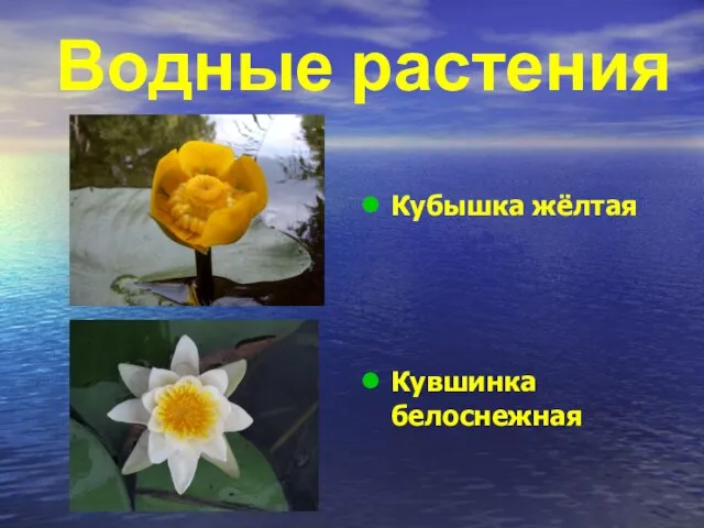 Водные растения Кубышка жёлтая Кувшинка белоснежная