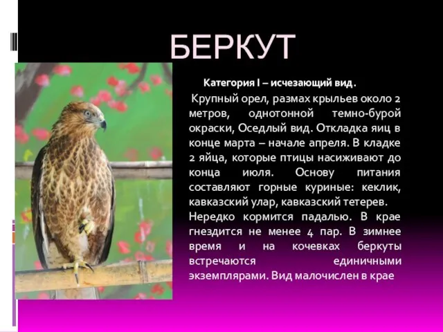 БЕРКУТ Крупный орел, размах крыльев около 2 метров, однотонной темно-бурой окраски, Оседлый