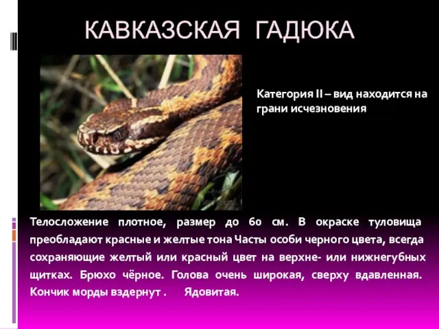 КАВКАЗСКАЯ ГАДЮКА Телосложение плотное, размер до 60 см. В окраске туловища преобладают