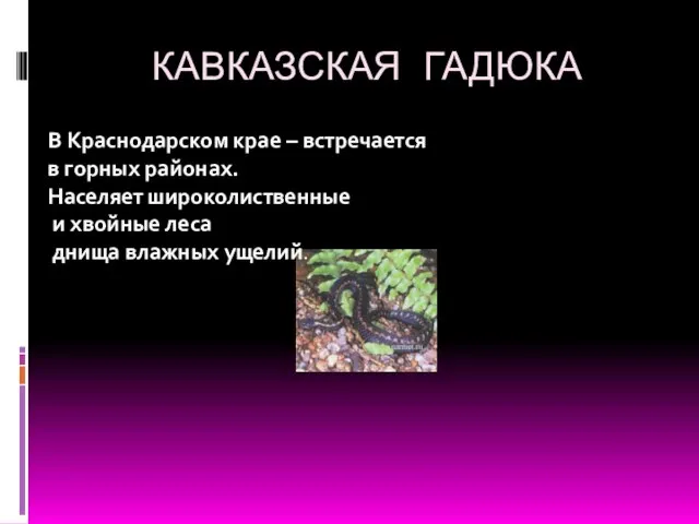 КАВКАЗСКАЯ ГАДЮКА В Краснодарском крае – встречается в горных районах. Населяет широколиственные