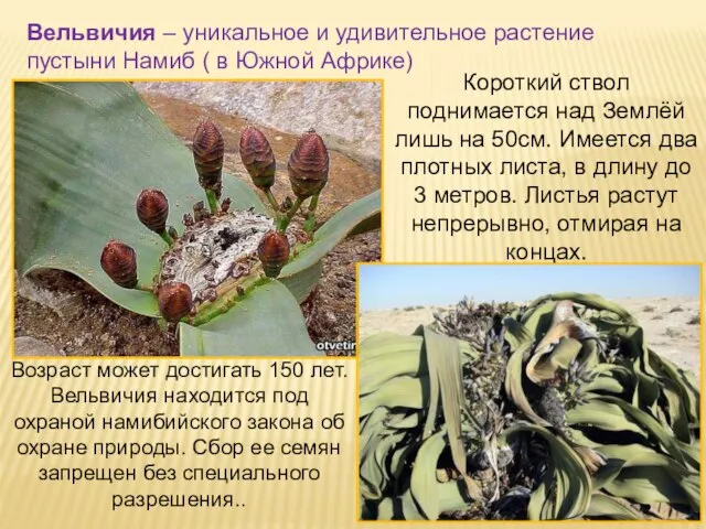 Вельвичия – уникальное и удивительное растение пустыни Намиб ( в Южной Африке)