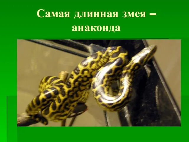 Самая длинная змея – анаконда