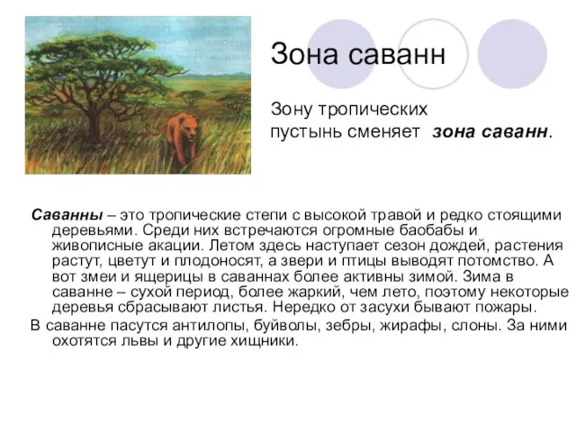 Зона саванн Зону тропических пустынь сменяет зона саванн. Саванны – это тропические