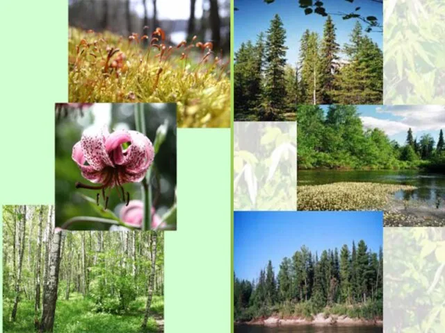 Типичные растения тайги это багульник, валериана, горец, крапива, кубышка, ольха, рябина, хвощ,