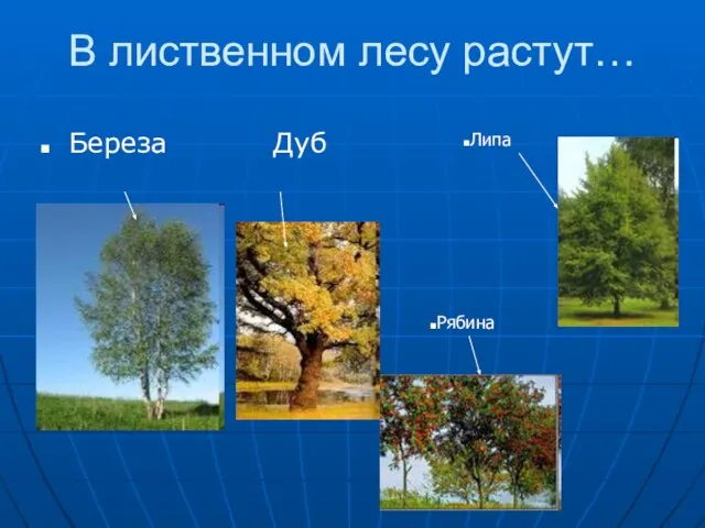 В лиственном лесу растут… Береза Дуб Рябина Липа