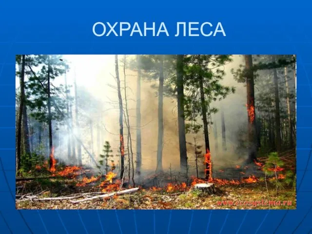 ОХРАНА ЛЕСА