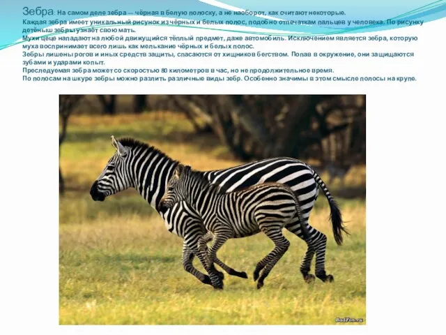 Зебра: На самом деле зебра — чёрная в белую полоску, а не