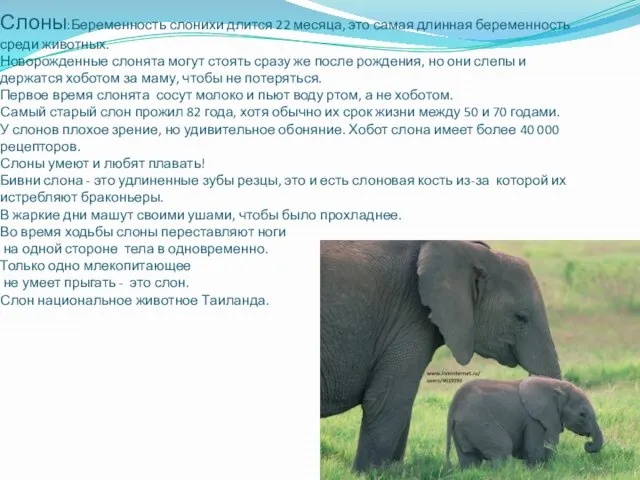 Слоны:Беременность слонихи длится 22 месяца, это самая длинная беременность среди животных. Новорожденные
