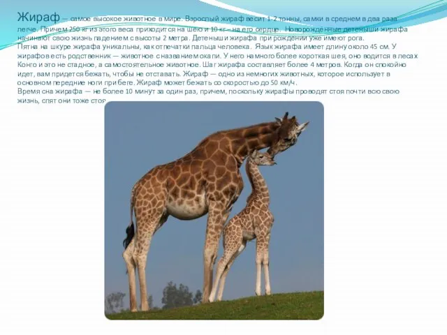 Жираф — самое высокое животное в мире. Взрослый жираф весит 1-2 тонны,