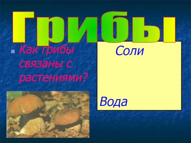 Соли Вода Как грибы связаны с растениями? Грибы