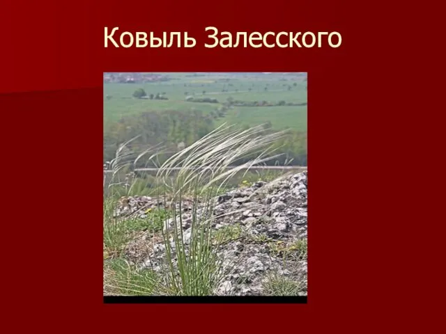 Ковыль Залесского