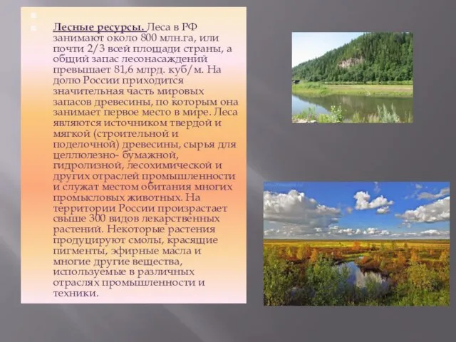 Лесные ресурсы. Леса в РФ занимают около 800 млн.га, или почти 2/3