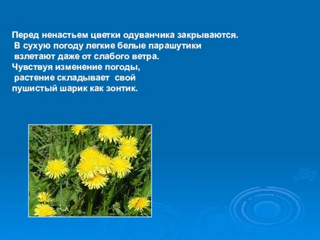 Перед ненастьем цветки одуванчика закрываются. В сухую погоду легкие белые парашутики взлетают