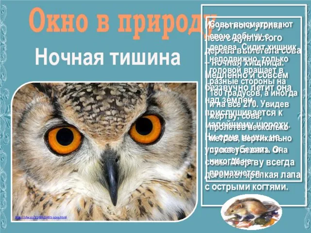 Окно в природу Ночная тишина Из уютного уголка леса с дуплистого дерева