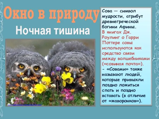 Окно в природу Ночная тишина Сова — символ мудрости, атрибут древнегреческой богини