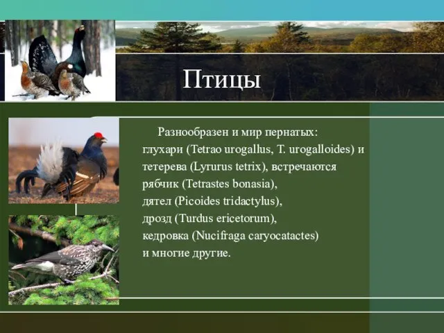 Птицы Разнообразен и мир пернатых: глухари (Tetrao urogallus, T. urogalloides) и тетерева